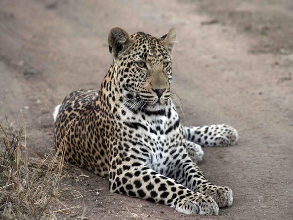 Tintswalo Manor House - Wildlife 